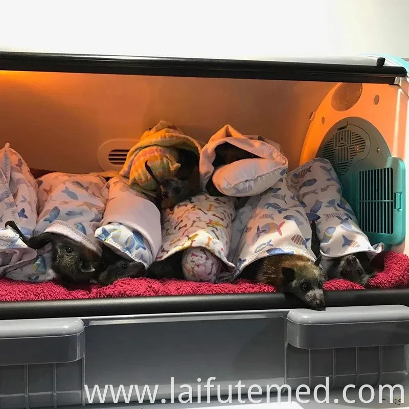 Medical Veterinary Instruments Animals Small Pet Incubators ICU Puppy Incubator for Sale